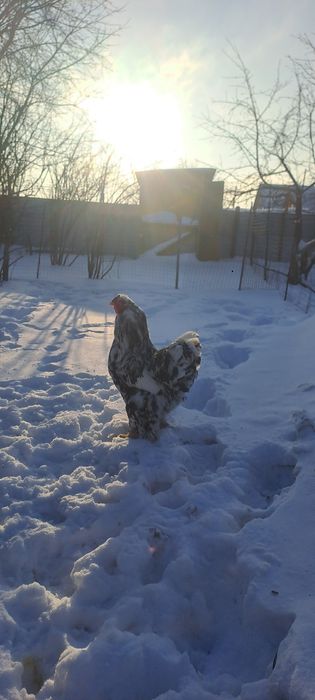 Әтеш сатамын,продам петуха