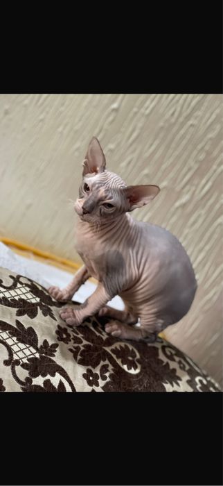 Отдам кота,3 годика.