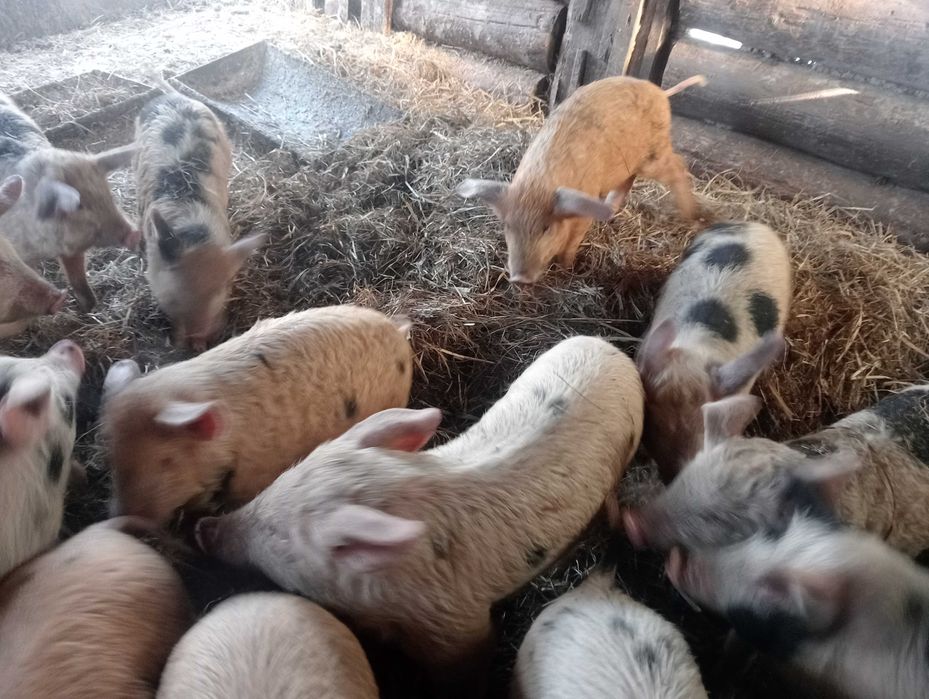 Поросята подрощенные