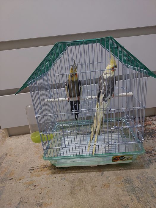 Корелы попугай клеткой, корм, минералами