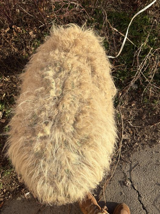 Қой овца барашка