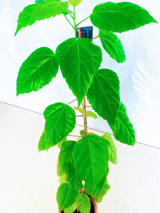 Продам комнатные цветы