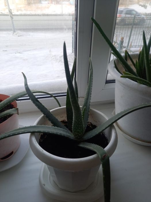 Продам цветы Алое