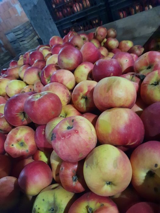 Mere Ionatan, Florina și Idared