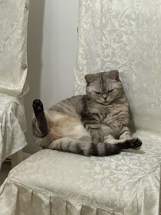 Отдам в хорошие руки