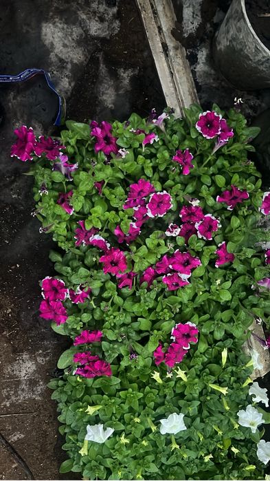 Продам петунию ……….