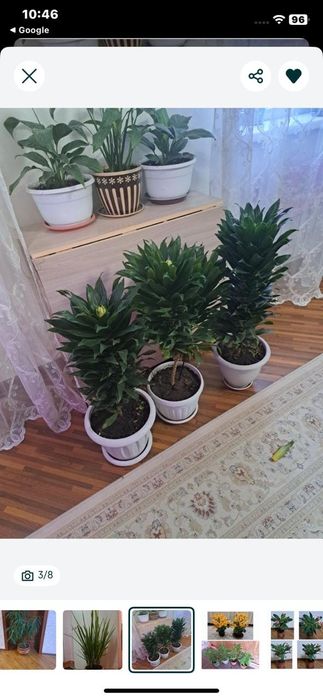 Комнатные  цветы