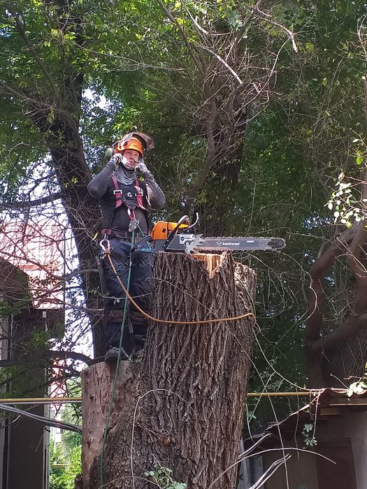 Спил, обрезка деревьев, арборист