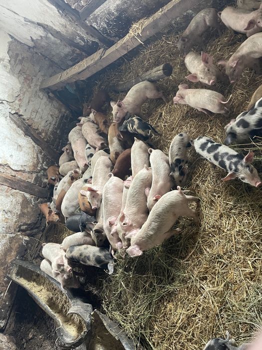 Animale de vanzare