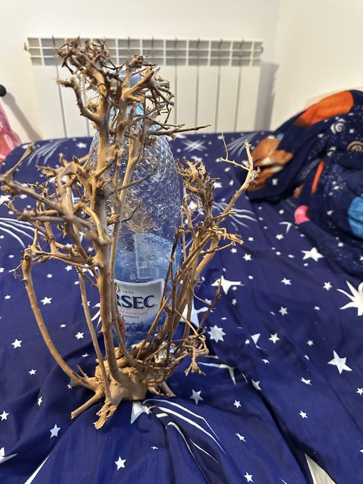 Bonsai acvaristica acvariu