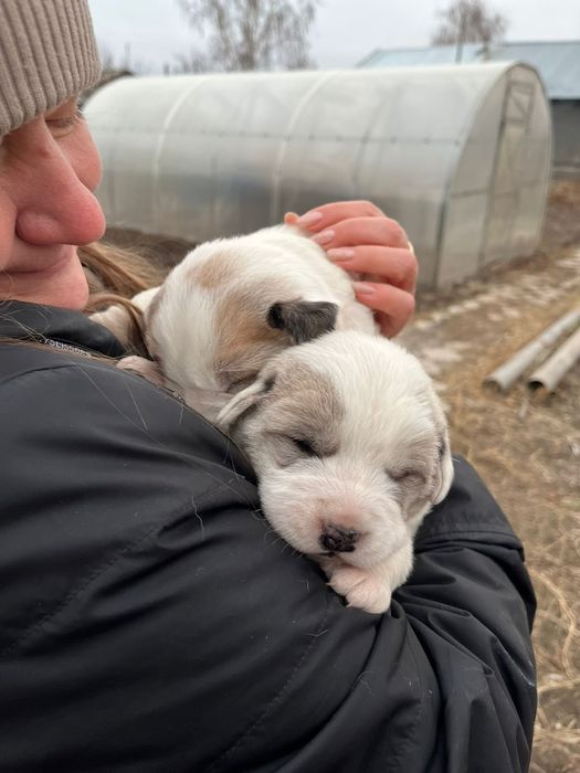 Продам щенков Алабая