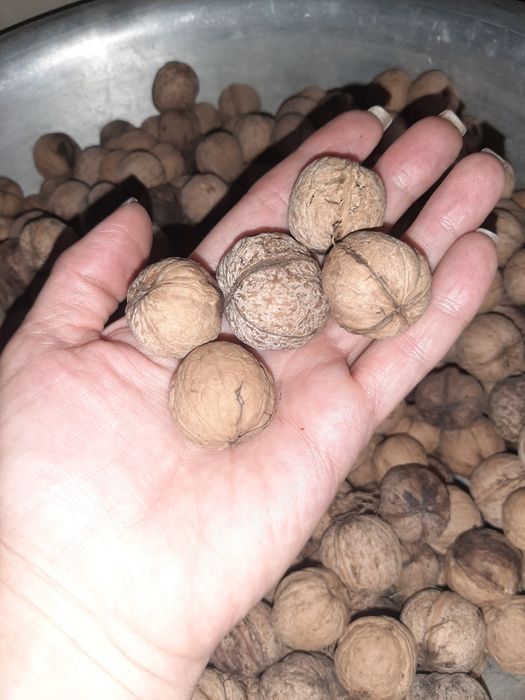 Грецкий орех Дачный