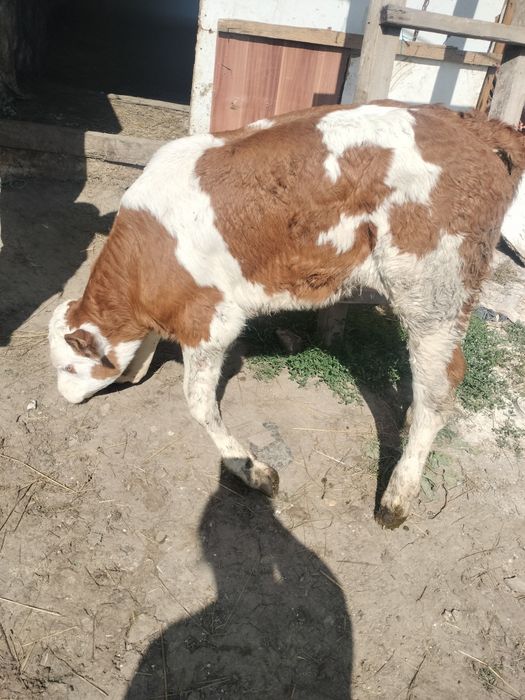 Vițică de sacrificat