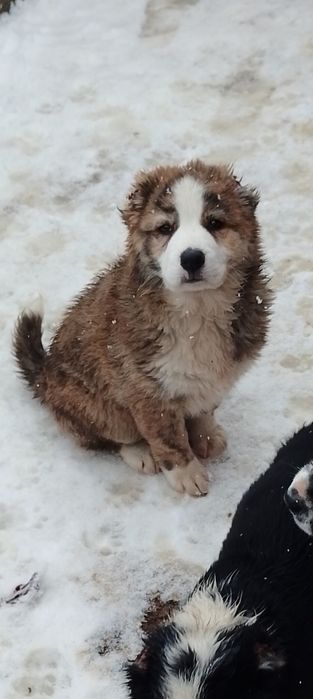 Ургашы 2айлык кушык срочно