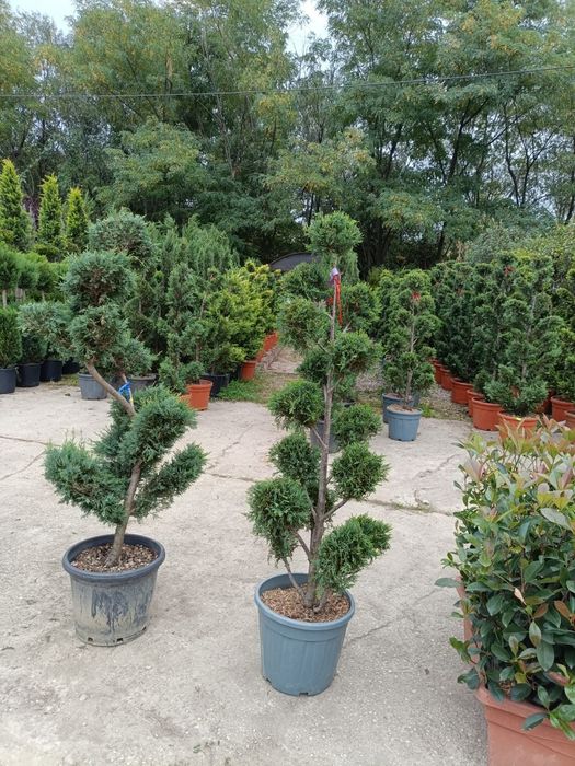 Vindem plante ornamentale preț bun transport gratuit la domiciliu