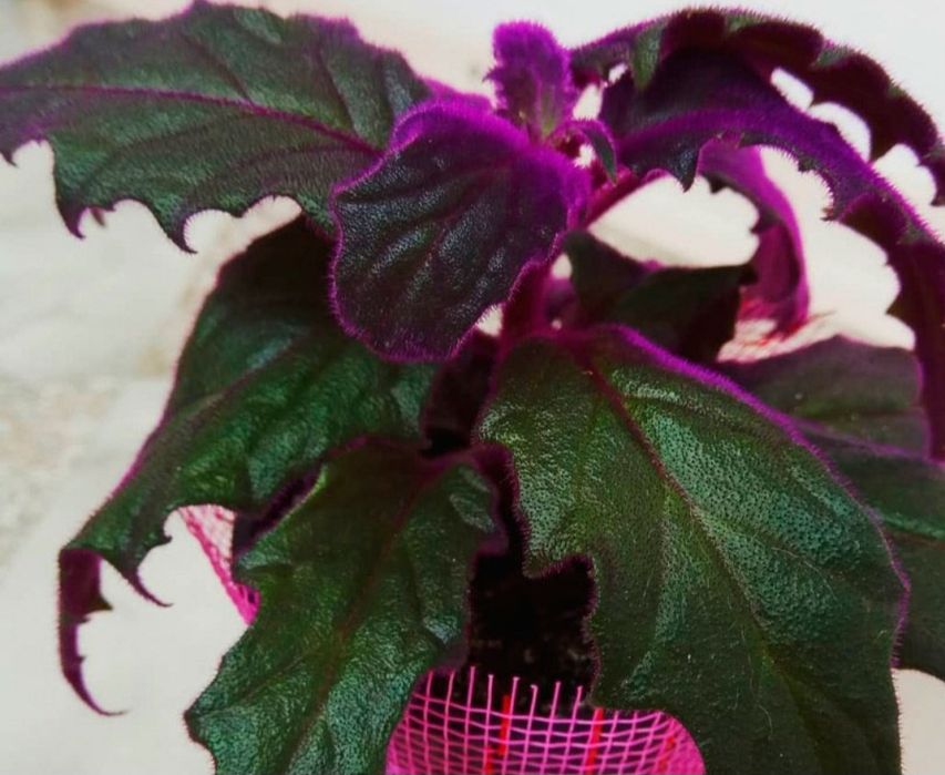 Продам деток гинуры ,комнатный цветок