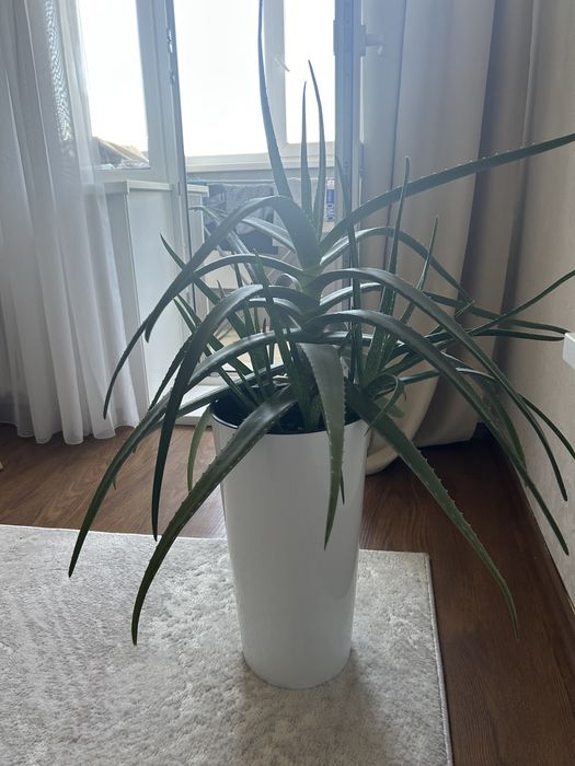 Продам большое алоэ