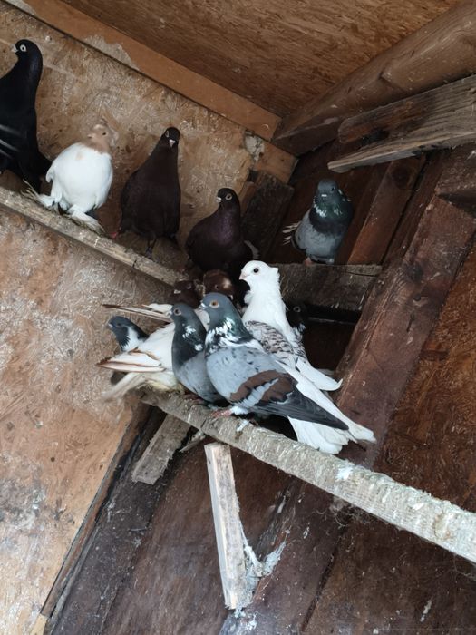 Vând porumbei diferite rase