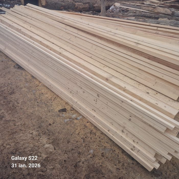 CHERESTEA Rășinoase    Molid  / Brad