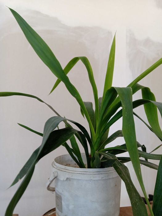 Дърво на Парите/Айхризон, Дърво на живота, Стайна Палма Юка