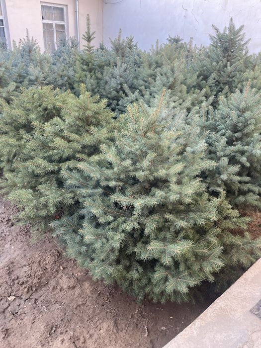 Европейские голубые ели! ОПТОМ! 200$ торг