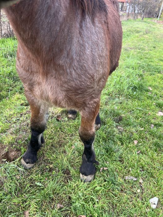 Vand manz semi greu cu influenta belgiana