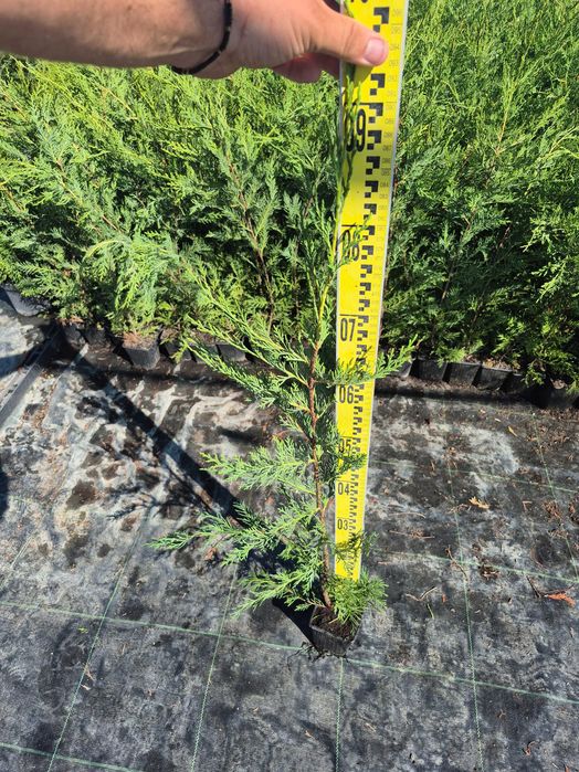 Leylandii 50/70/90cm producator