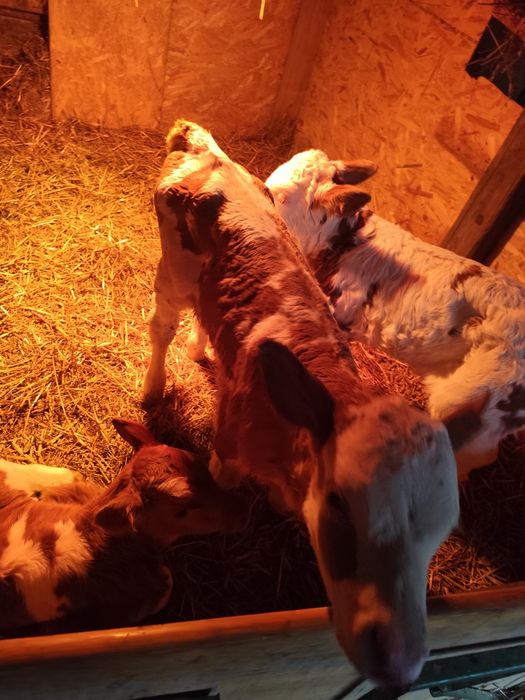 Vitei 2-3 săptămâni