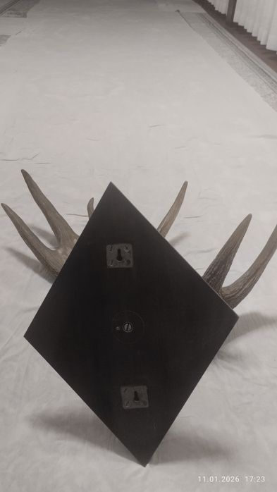 Рога Лося .бугу шохи котта залларга ярашади Росия урмонларидан олинган