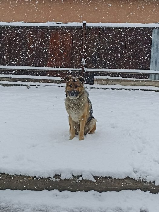 Отдам овчарку кобеля