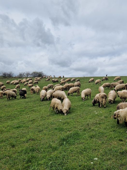 Vând oi breze și mixte!