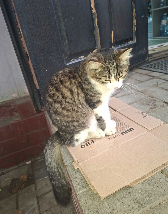 Отдам котенка в добрые руки