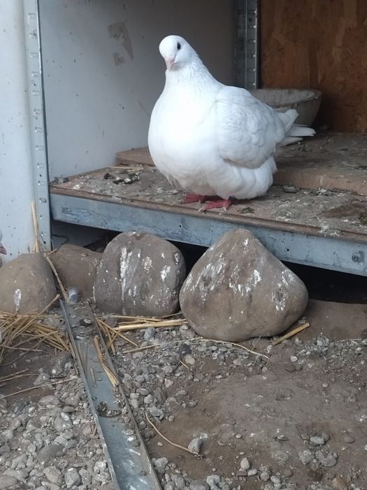 Pereche mondaini albi