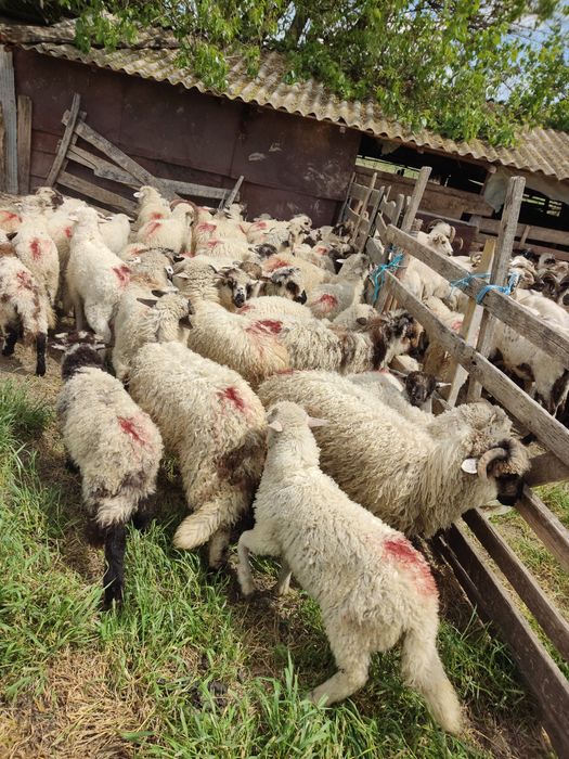Vand 50 miei turcani