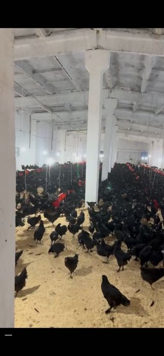 Mol bozori va qoshimcha ferma va tovuqxonalar bir joyda sotiladi.