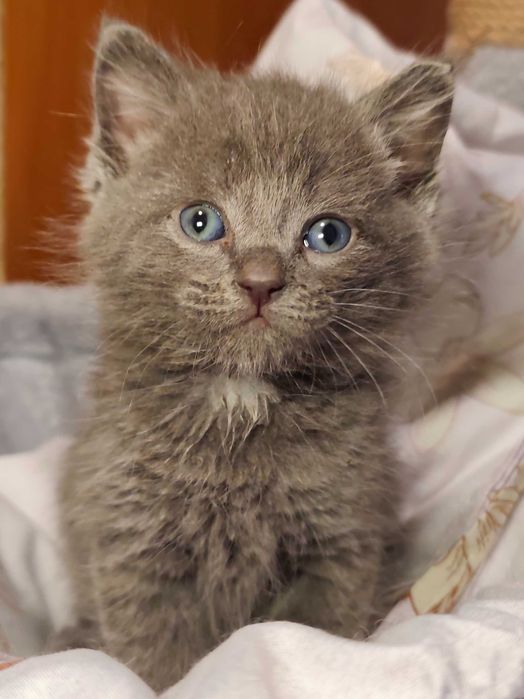 Котята 1,5 месяца ищут дом