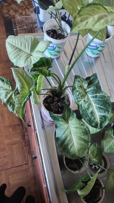 Сингониум цвете няколко броя