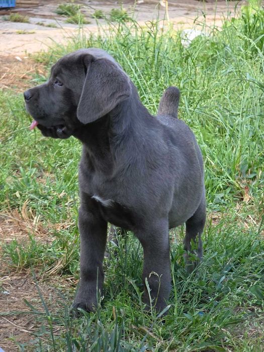 Кане корсо,Cane corso