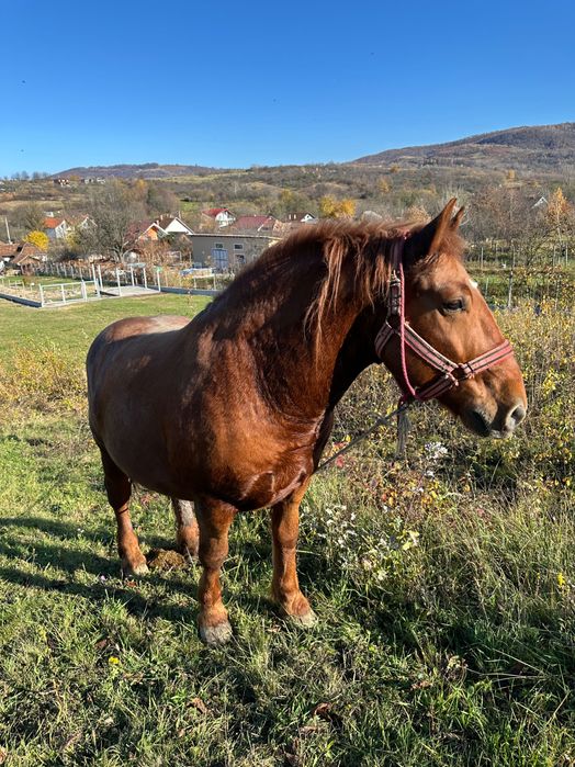 Vând 2 cai și un mânz + echipamente complete
