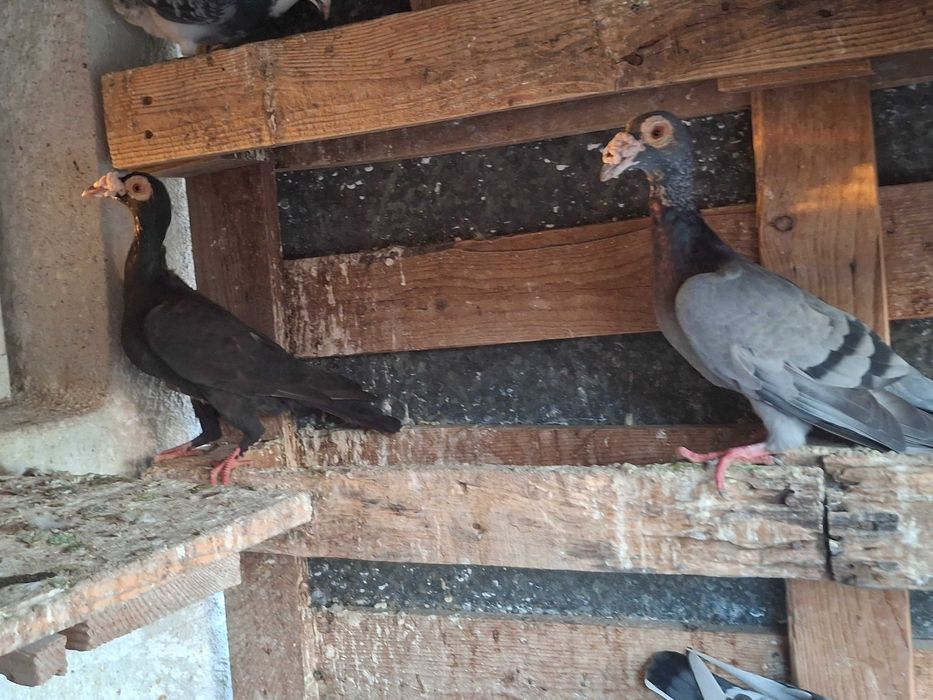 Гълаби Английси кариери