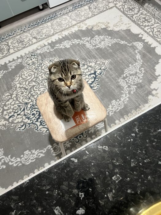 Ищем кота на вязку