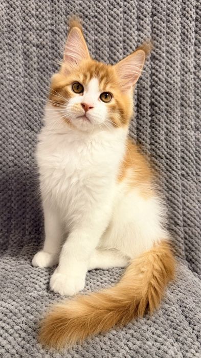 Кот мейн-кун, в разведенте