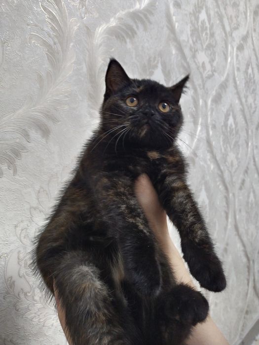 Мушук тоза конли