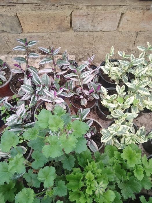 Комнатные цветы !!