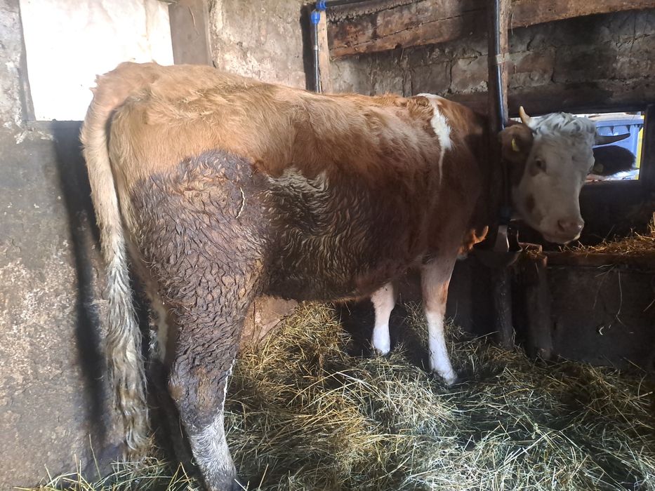 Juninci  la schimb cu angus sau de vânzare