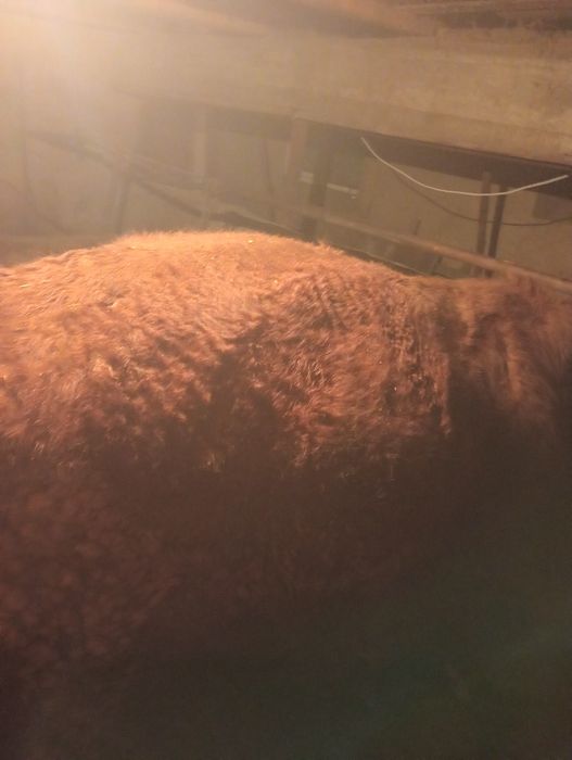 Продаю быка на откорме