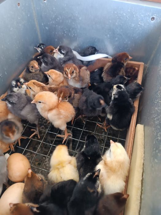 Цыплята.  цыплята