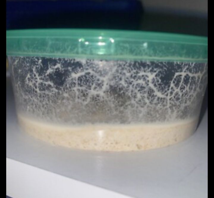 Microviermi /microworms