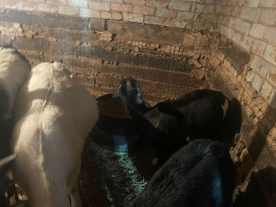 Продам козел молочный