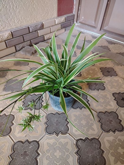 Комнатные цветы, растение, Honaki gullar, gul, ko'chatlar